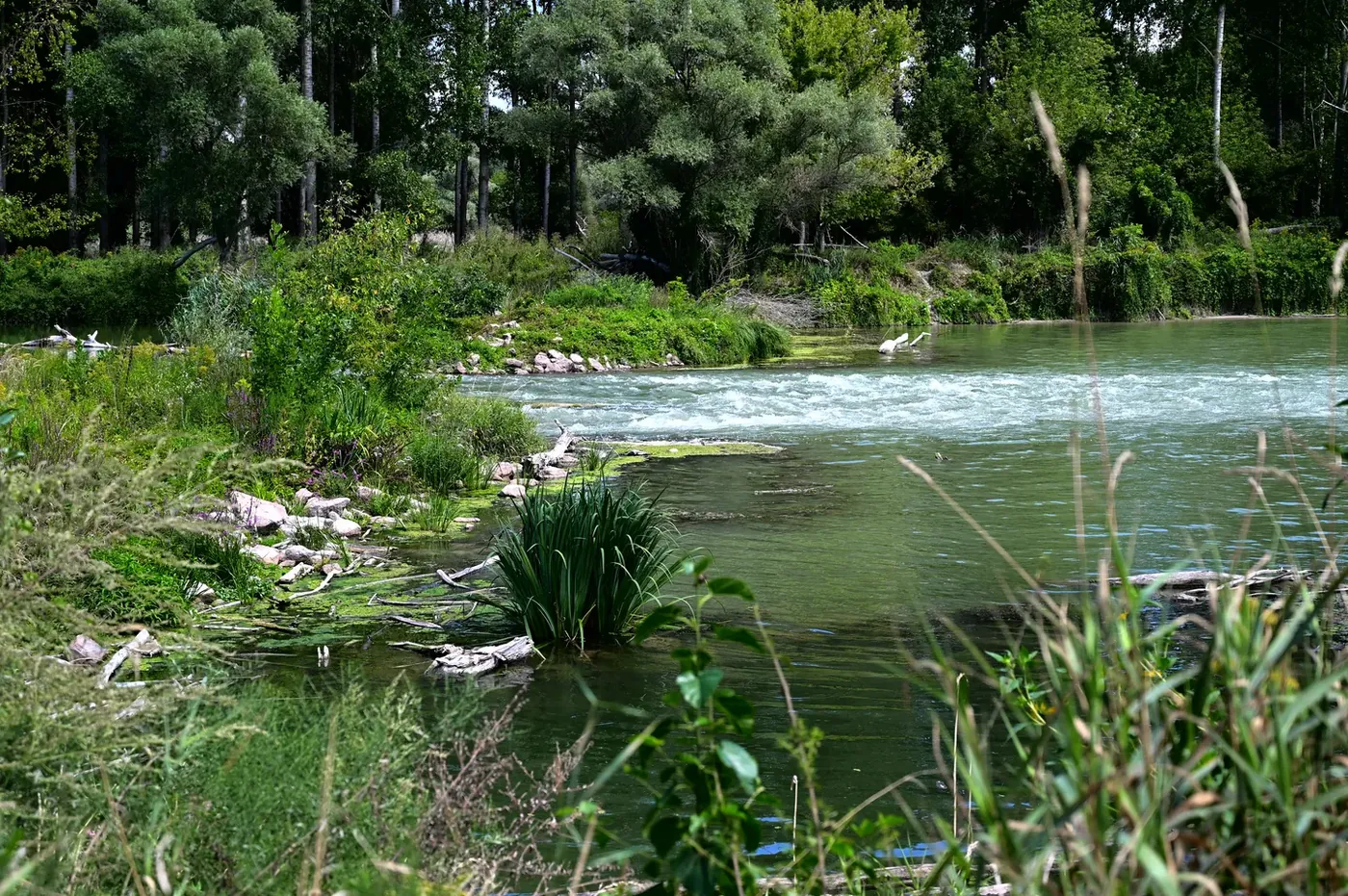 Sebes víz a kanyarban — Szigetköz